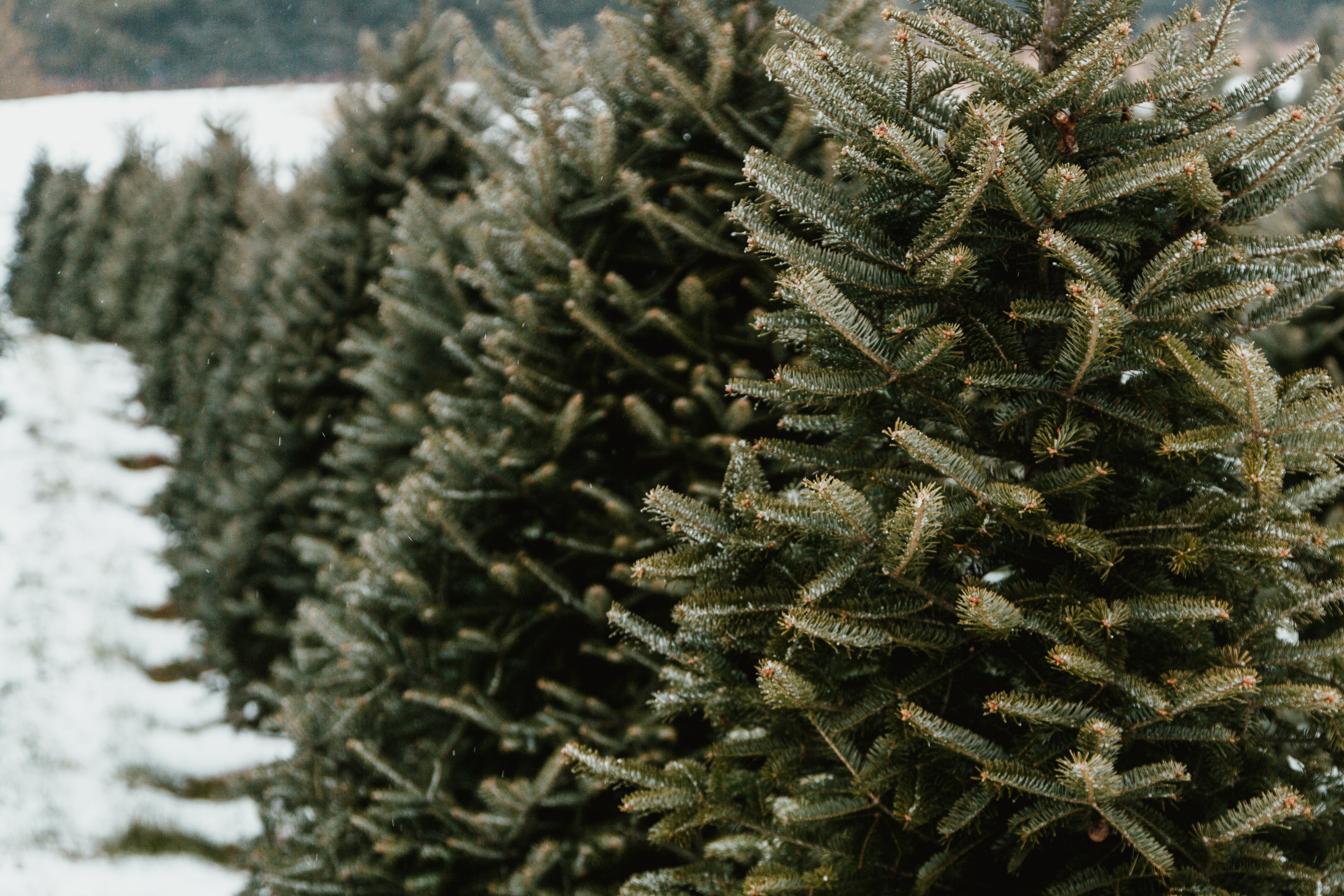 evergreen-tree-farm.jpg